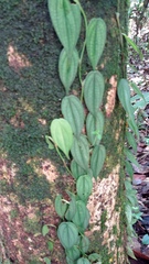 Philodendron hopkinsianum
