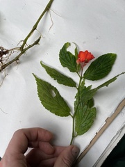 Begonia longirostris