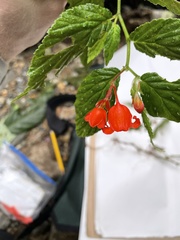 Begonia longirostris