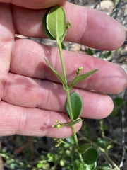 Leichhardtia brevifolia