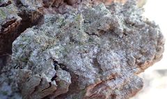 Chaenotheca brachypoda