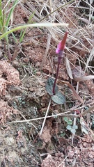 Disperis woodii