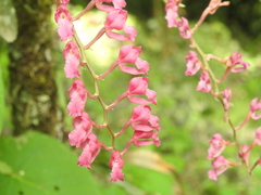 Rodriguezia lanceolata
