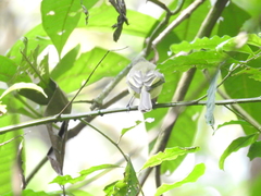 Tolmomyias sulphurescens