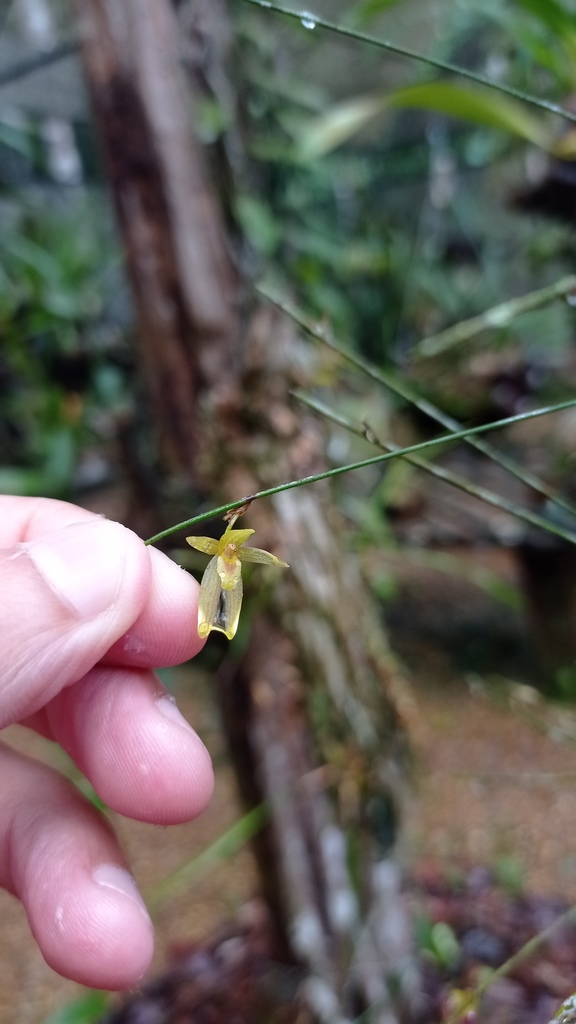 Octomeria scirpoidea