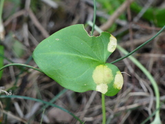 Phyllosiphon arisari