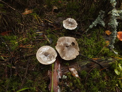 Tricholoma sciodes