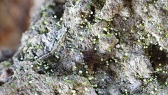 Chaenotheca brachypoda