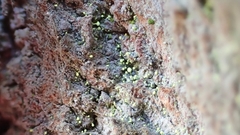 Chaenotheca brachypoda