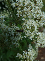 Molorchus umbellatarum