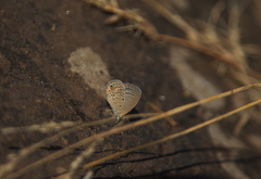 Euchrysops malathana