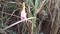 Disperis woodii