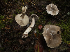 Tricholoma sciodes