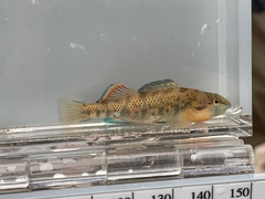 Etheostoma spectabile