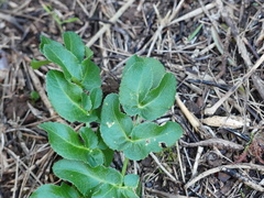 Opopanax chironium