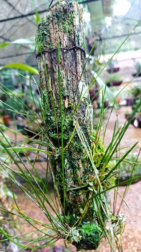 Octomeria scirpoidea, photograph 1