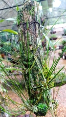 Octomeria scirpoidea, photograph (c) Diogo Luiz, some rights reserved (CC BY)