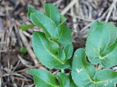 Opopanax chironium