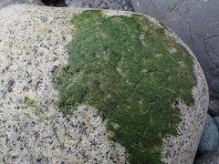Ulothrix