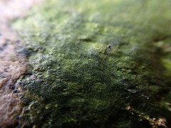 Ulothrix