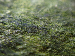 Ulothrix