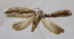 Ethmiinae