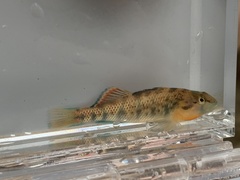 Etheostoma spectabile