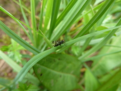 Herina frondescentiae