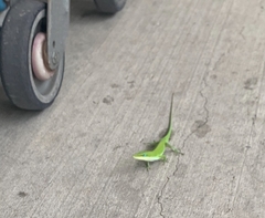 Anolis carolinensis