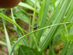 Herina frondescentiae