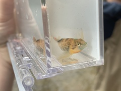 Etheostoma spectabile