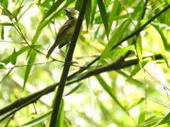 Myiopagis viridicata