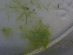 Ulothrix
