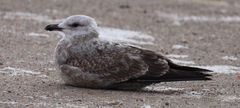 Larus argentatus
