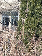 Passer domesticus