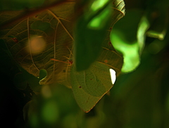 Catopsilia florella image
