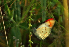 Colotis annae annae