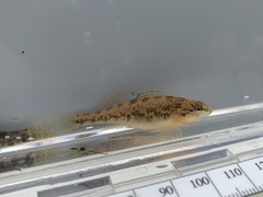 Etheostoma spectabile