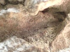 Chaenotheca hispidula