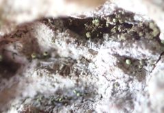 Chaenotheca hispidula