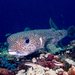 Spotted Porcupinefish - Photo (c) Rickard Zerpe, some rights reserved (CC BY)