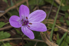 Erodium maculatum