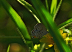 Euchrysops subpallida
