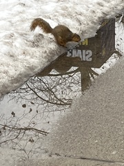 Sciurus niger