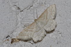 Idaea macilentaria