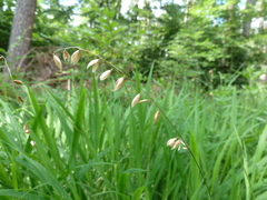 Melica nutans
