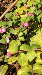 Symphoricarpos × chenaultii