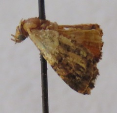 Oecophoridae