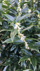 Sarcococca