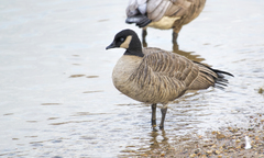 Branta canadensis